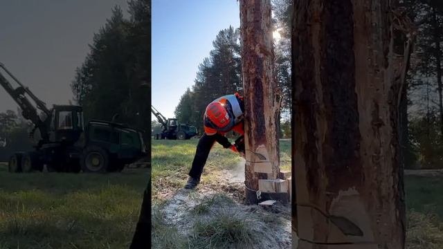 Соревнования по валке леса в Карелии. ЛЕСОРУБ 2024 #zimani #карелия #stihl #husqvarna