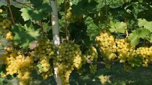 Виноград Дарина 2023