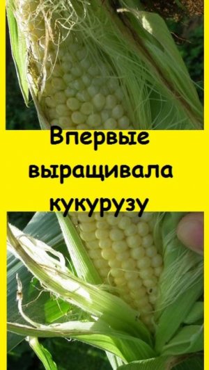 Впервые выращивала кукурузу на Урале, получилось не идеально, но неплохо