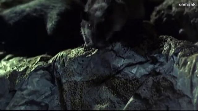 Prague Cello Quartet _ The Phantom of the Opera смотреть онлайн