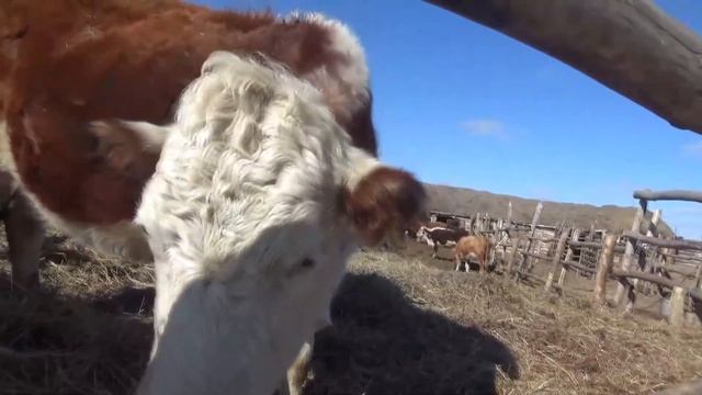 Ставим розовые бирки, котлетка растет. смотреть онлайн