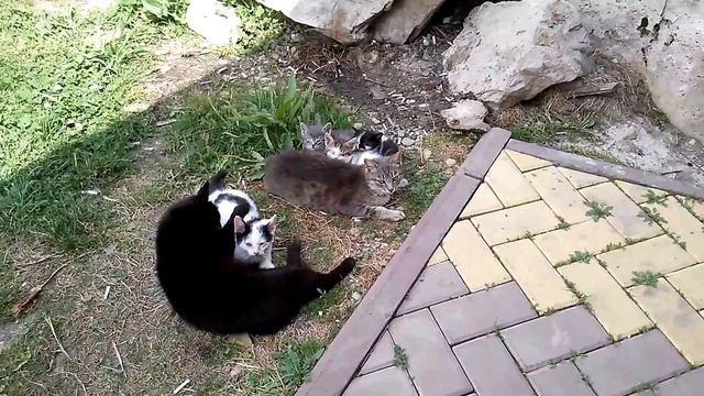 РОДДОМ В ГОРАХ. СЕМЕЙСТВО ДИКИХ КОШЕК.  БАРСЫ? МАРИНСКИЙ ПЕРЕВАЛ. МАРА БАШЫ. ГУМ БАШЫ. КИШТИКЛЕ