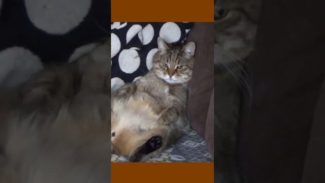 Funny cats |Barsik is resting| #cats #shorts