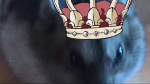 Компьютерная кошь|мемы 4