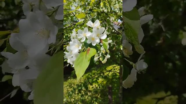 Яблоня в цвету. #весна #яблоня #spring #яблоницветут