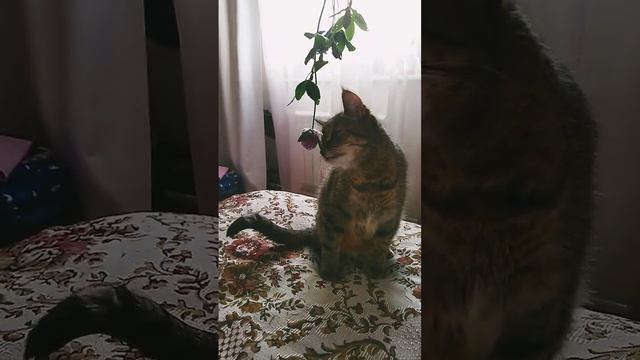 Кошка ест клевер