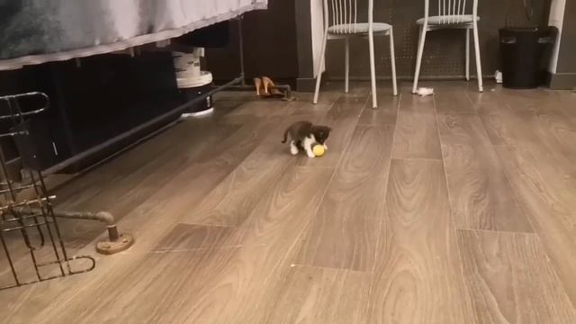 Кошачий детский сад требует еды и игрищ!!!