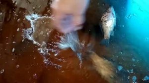 добавляем карасей в узв