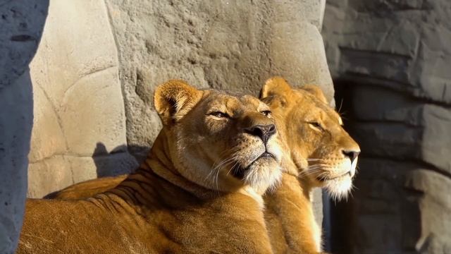 BIG CATS in 8K Video HDR - Wild Animals Collection in 8K Ultra HD