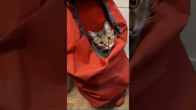 Funny cats |Barsik is sitting in the bag| #cats #shorts