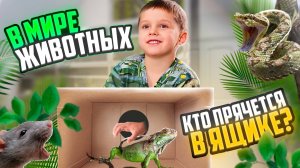 Угадай животное! Кто в черном ящике?