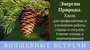 Энергии Природы. Хвоя . Забота о сердце и сосудах . Надежда Ражаловская .