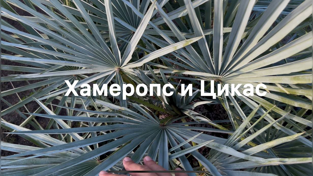 Хамеропс Церифера и Цикас, Окт 2024, Краснодар
