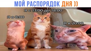 МОЙ РАСПОРЯДОК ДНЯ ))) | Приколы с котами | Мемозг 1506