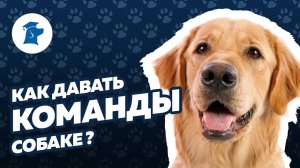 Как правильно давать команды собаке? Жесты для дрессировки собак - важно или нет?