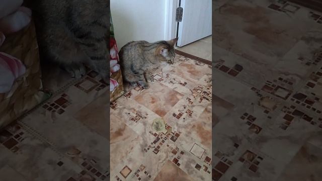 Осень кошка тошнота
