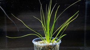 ЭРИОКАУЛОН МАЛАЯТТОР. eriocaulon malayattoor. СЕКРЕТЫ ВЫРАЩИВАНИЯ