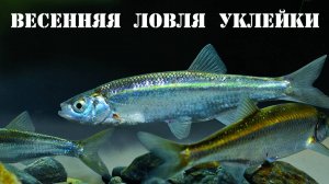 Ловля уклейки  на личинку чернобыльника