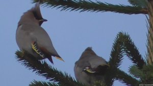 Свиристели прилетели