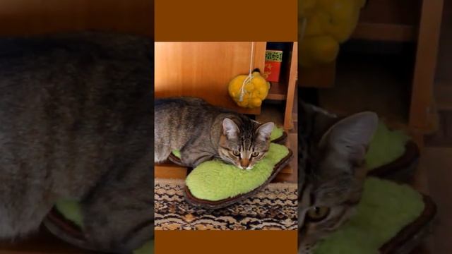 Funny cats|Barsik and slippers| #cats #shorts