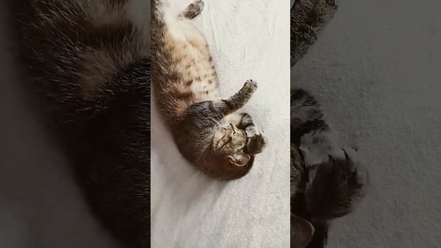кошачий движ