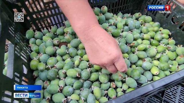 Сезон сбора фейхоа стартовал в Крыму смотреть онлайн