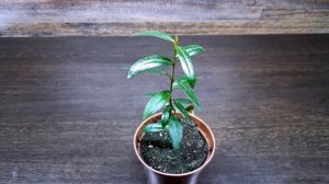 ОЛИВКИ ИЛИ МАСЛИНЫ? ОЛИВКОВОЕ ДЕРЕВО В ДОМАШНИХ УСЛОВИЯХ