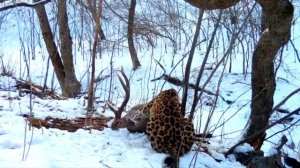 Леопард папы римского с трапезой