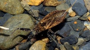 ОПАСНОСТЬ В ВОДЕ. ВОДЯНОЙ СКОРПИОН. WATER SCORPION