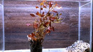 ЛЮДВИГИЯ  СУПЕР РЕД ( Ludwigia super red )