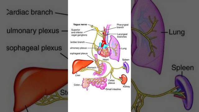 Блуждающий нерв или nervus vagus — самый длинный и разветвленный черепно-мозговой нерв в нашем теле.