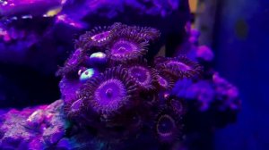 МОРСКОЙ АКВАРИУМ ЧЕРЕЗ 3 МЕСЯЦА. БОЛЬШИЕ ПЕРЕМЕНЫ И НОВЫЕ КОРАЛЛЫ