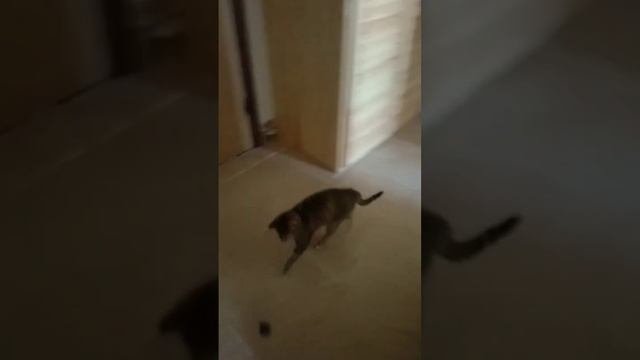 кошачий дриблинг