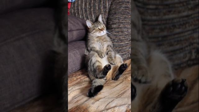 Funny cats |Barsik and tail| #cats #shorts