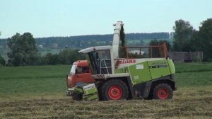 CLAAS JAGUAR  850 и  KAMAZ 65115 на заготовке сенажа.