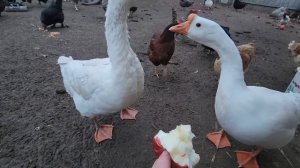 СЕЛЬЧАНКА В АМЕРИКЕ!!!НАШ ЛЮБИМЫЙ ОБЕД!!