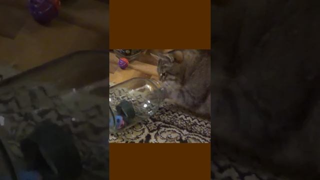 Funny cats |Barsik takes the ball out of the jar| #cats #shorts