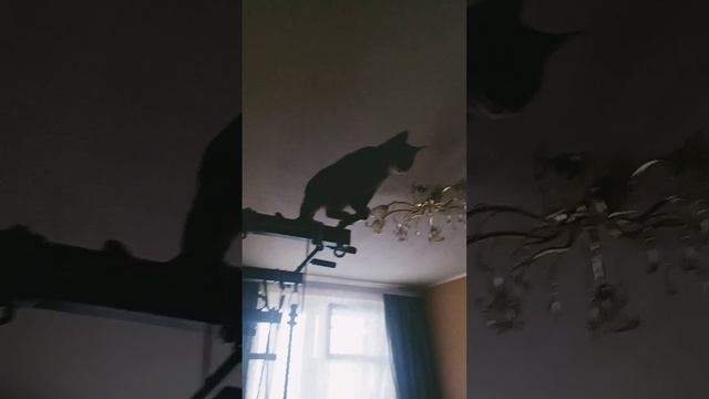 кошка залезла и орёт