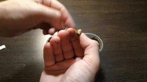 ЛАВР. РЕАЛЬНО ЛИ ВЫРАСТИТЬ ИЗ СЕМЯН? СОДЕРЖАНИЕ ДОМА.