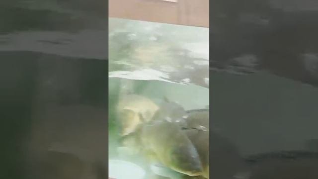 рыбий побег