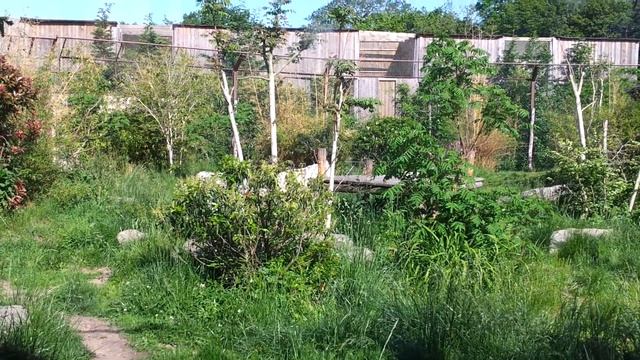 tigre bianca dello zoo di amneville смотреть онлайн