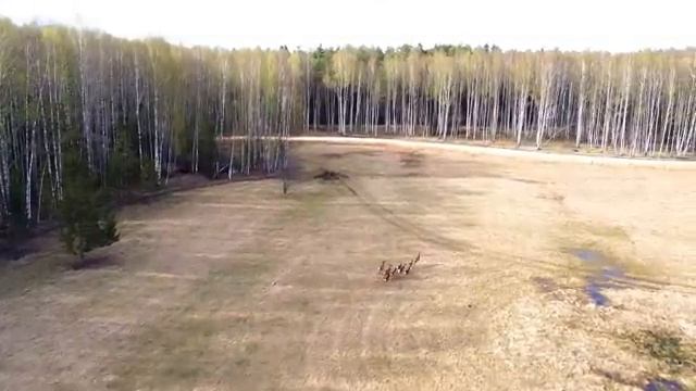 Олений остров. Стаи Благородных Оленей. Дикая Природа. Владимирская область.