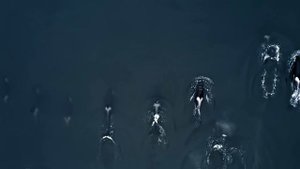 Классическая музыка для детей и животные от природы - 2