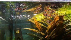 РЫБНАЯ МУКА ДЛЯ КОРМЛЕНИЯ РЫБОК | КОРМОСТРОЕНИЕ