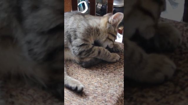 Funny cats|Barsik washes up|#cats #shorts