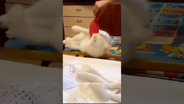 кошка не любит причесываться