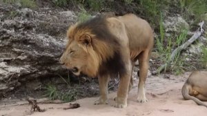 Lion Throwing Up (Original Version)