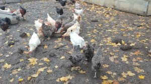 Плотный завтрак у кур 🐔 выпускаем гусей 🪿+ ответ на очень "умный" комментарии 🤔