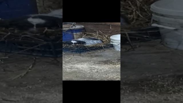 1000004694.mp4