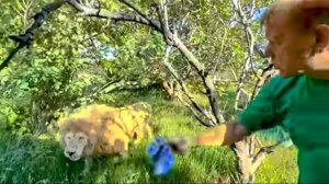 Это ЖЕСТЬ! Олег Зубков ОТБИРАЕТ у белого льва огромный кусок мяса, чтобы отдать его «маленьким»!